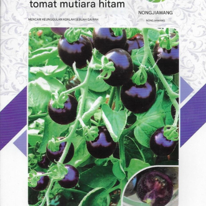 Benih Tomat Hitam