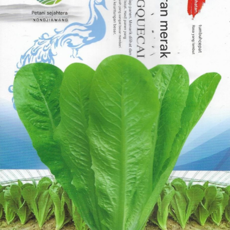  Benih Selada Romaine