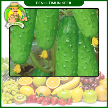 Benih Timun Kecil Benih Timun Kecil