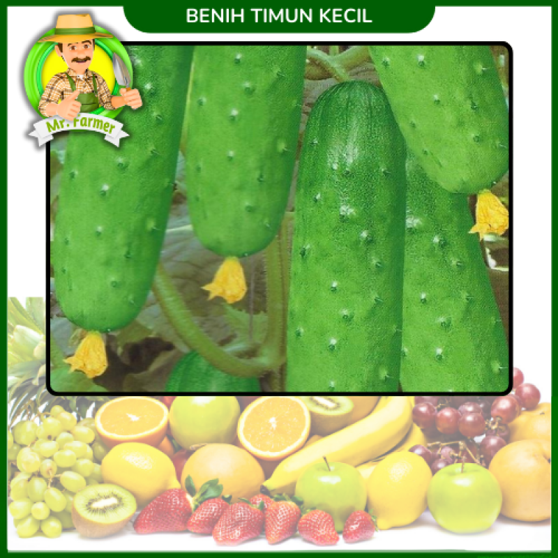 Benih Timun Kecil