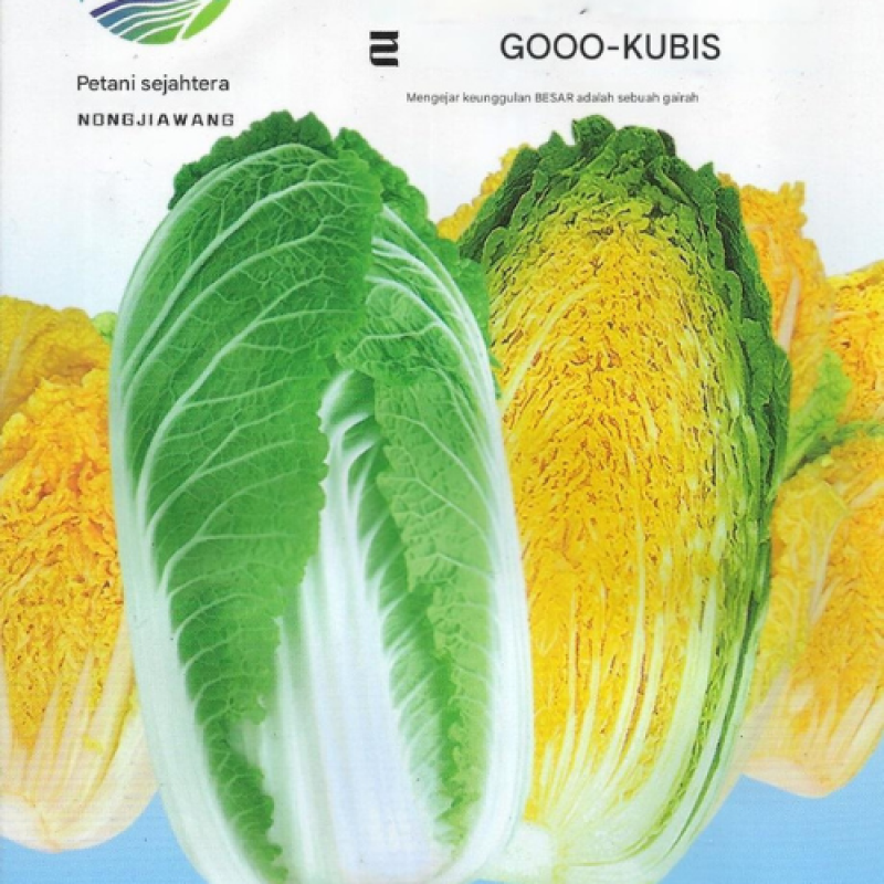 Benih Kubis cina kuning Benih Kubis cina kuning