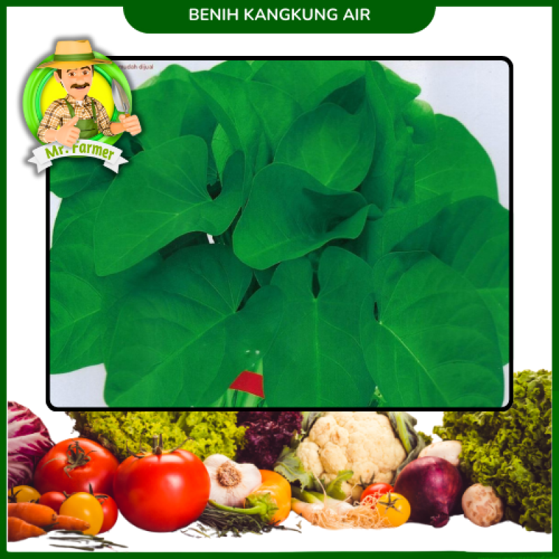 Benih Kangkung  Air