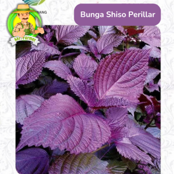 Benih Bunga Shiso Perilla Benih Bunga Shiso Perilla