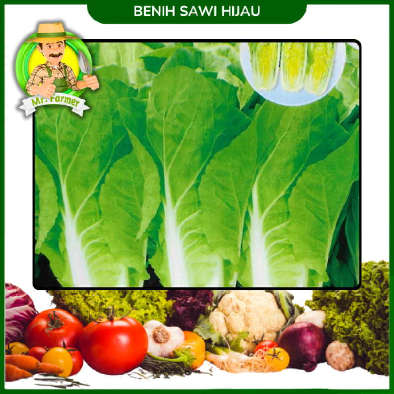 Benih Sawi Hijau