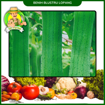 Benih BLUSTRU Lopang Benih BLUSTRU Lopang
