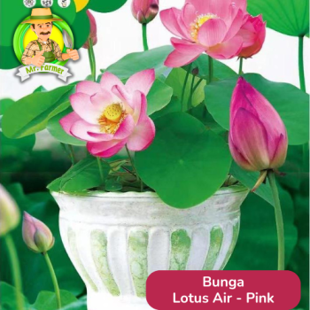 Benih Bunga Lotus Air - Pink Benih Bunga Lotus Air - Pink