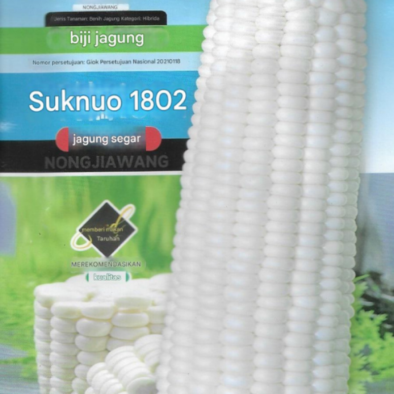 Benih Jagung Putih Benih Jagung Putih