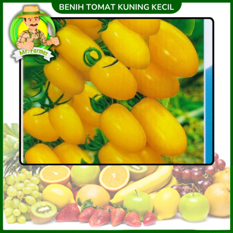 Benih Tomat Kuning Kecil