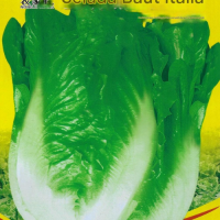  Benih Selada Hijau 5