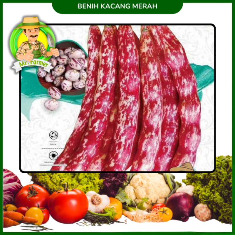 Benih Kacang Merah