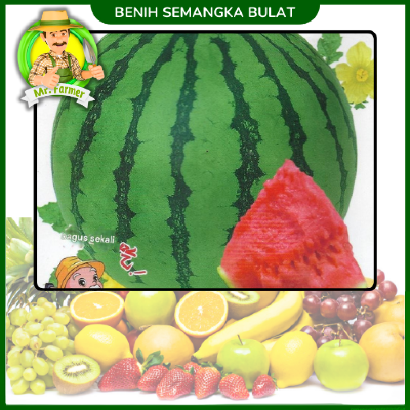 Benih Semangka Bulat