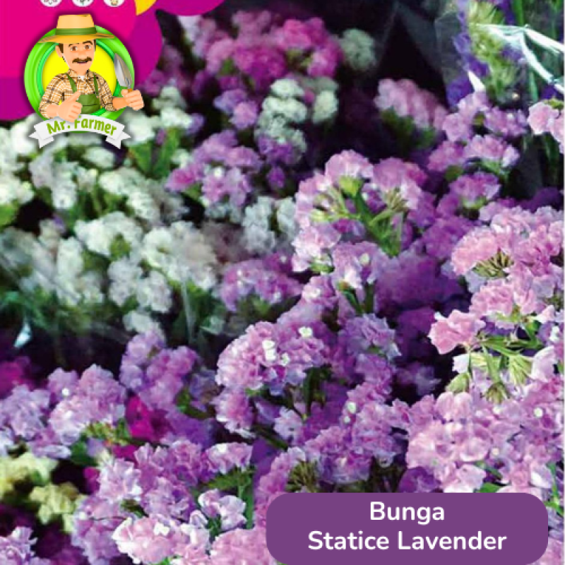 Benih Bunga Statice Lavender Benih Bunga Statice Lavender