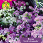 Benih Bunga Statice Lavender