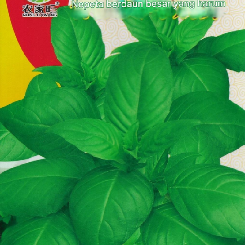 Benih Daun Selasih Benih Daun Selasih