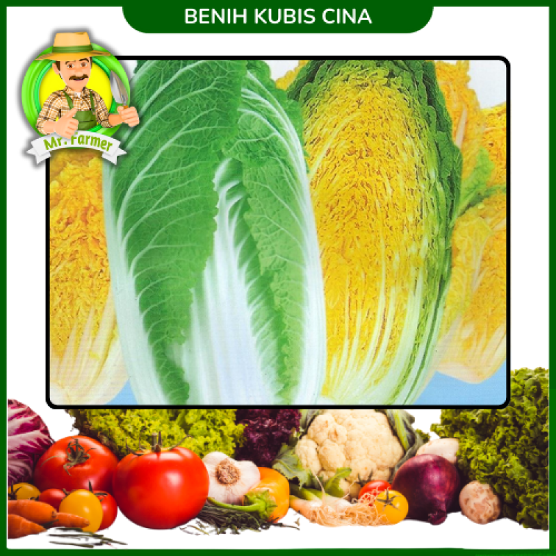 Benih Kubis cina kuning
