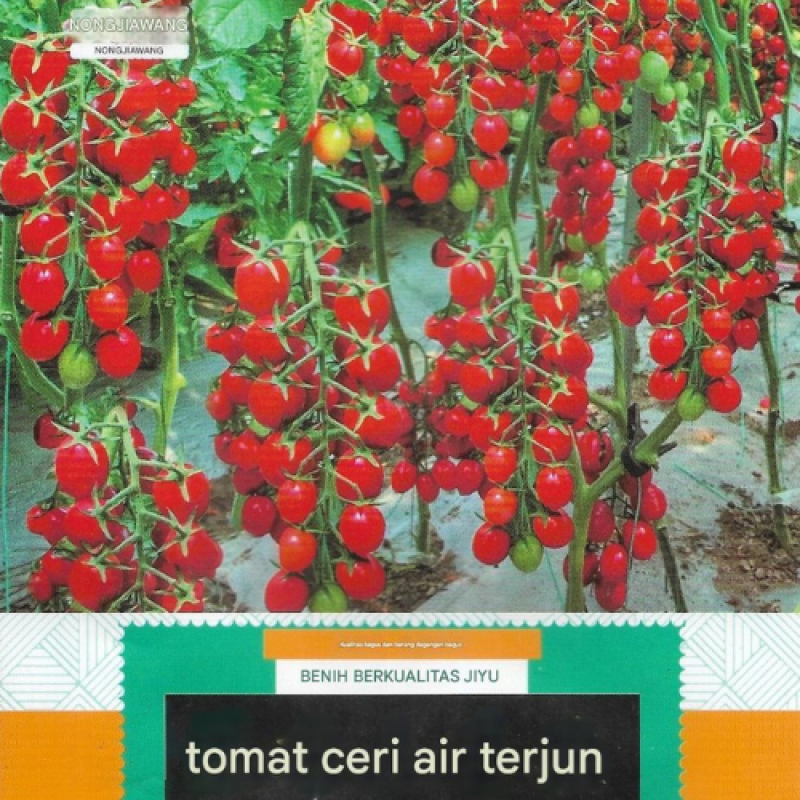 Benih Tomat Merah Kecil Benih Tomat Merah Kecil