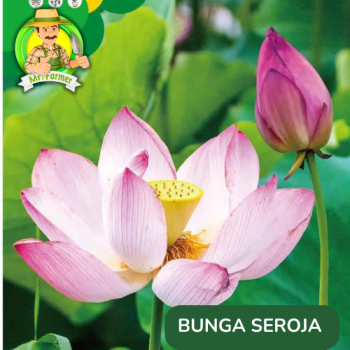 Benih Bunga Teratai Seroja Benih Bunga Teratai Seroja