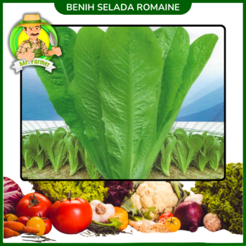 Benih Selada Romaine  Benih Selada Romaine