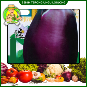 Benih Terong Ungu lonjong Benih Terong Ungu lonjong