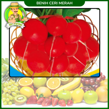 Benih Ceri Merah Benih Ceri Merah