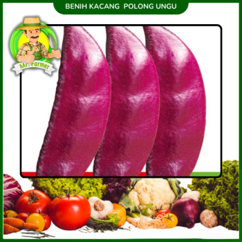Benih Kacang Polong Ungu Benih Kacang Polong Ungu