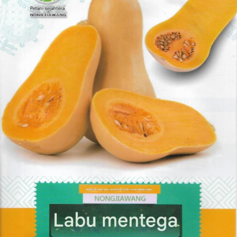 Benih Labu Mentega Benih Labu Mentega
