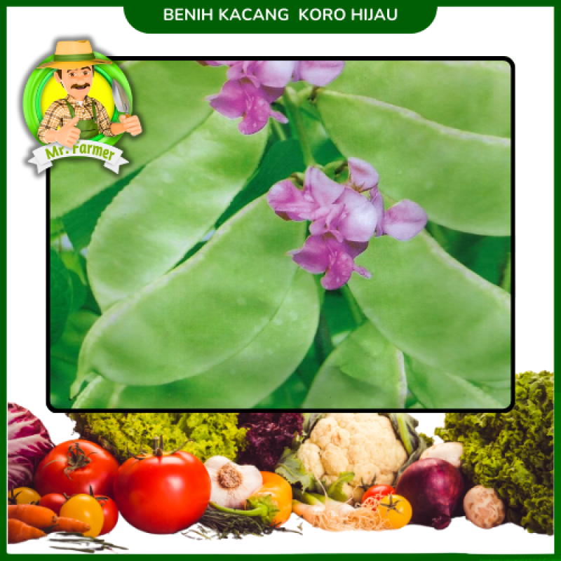Benih Kacang Koro hijau