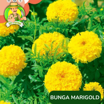 Benih Bunga Marigold Kuning Benih Bunga Marigold Kuning
