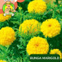 Benih Bunga Marigold Kuning