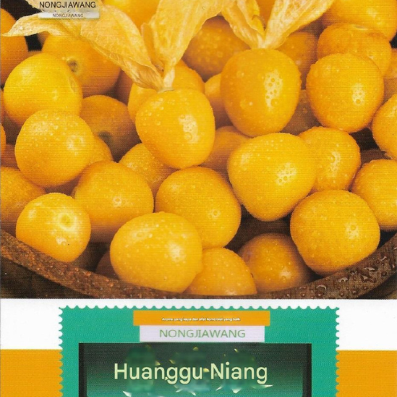 Benih Ciplukan Kuning Benih Ciplukan Kuning