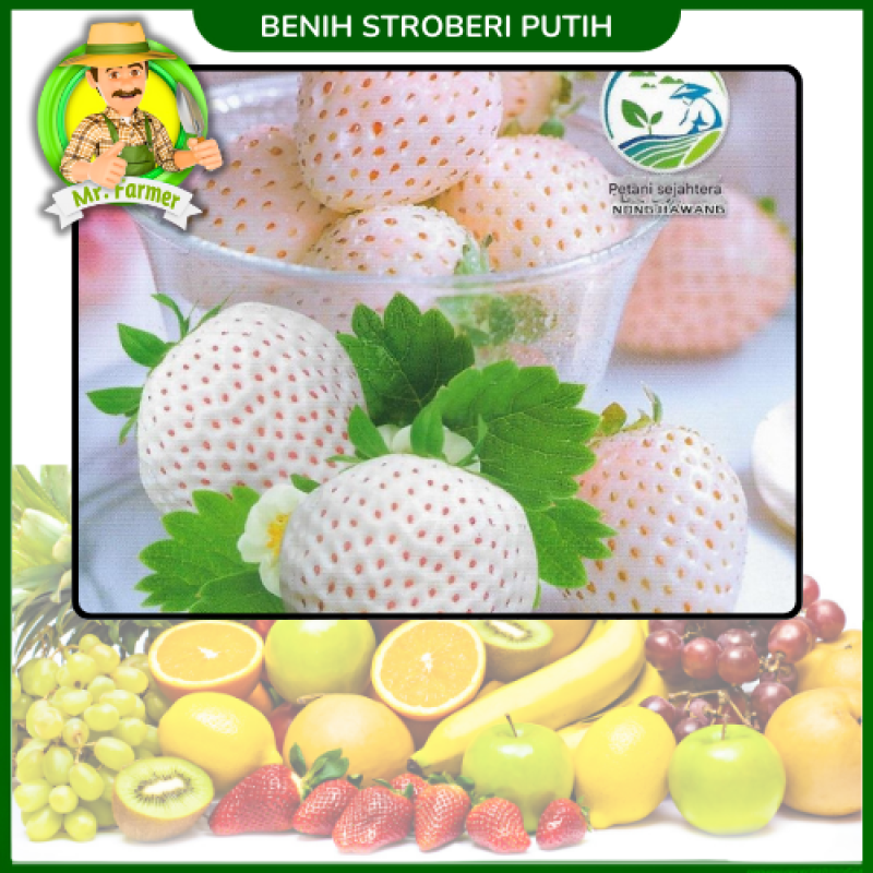 Benih Strobery Putih