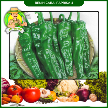 Benih Cabai Paprika 4 Benih Cabai Paprika 4
