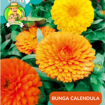 Benih Bunga Calendula Benih Bunga Calendula