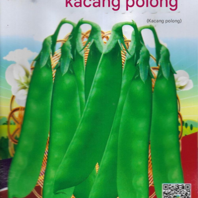 Benih Kacang Polong Hijau