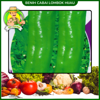 Benih Cabai Lombok Hijau Benih Cabai Lombok Hijau