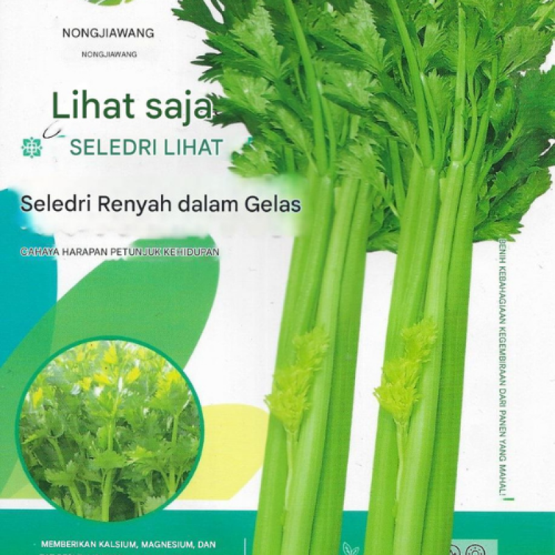 Benih Seledri 3 Benih Seledri 3