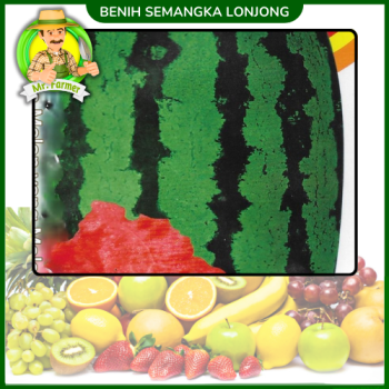 Benih Semangka Lonjong Benih Semangka Lonjong