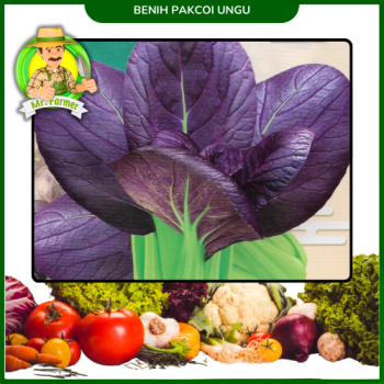 Benih Pakcoi Ungu Benih Pakcoi Ungu