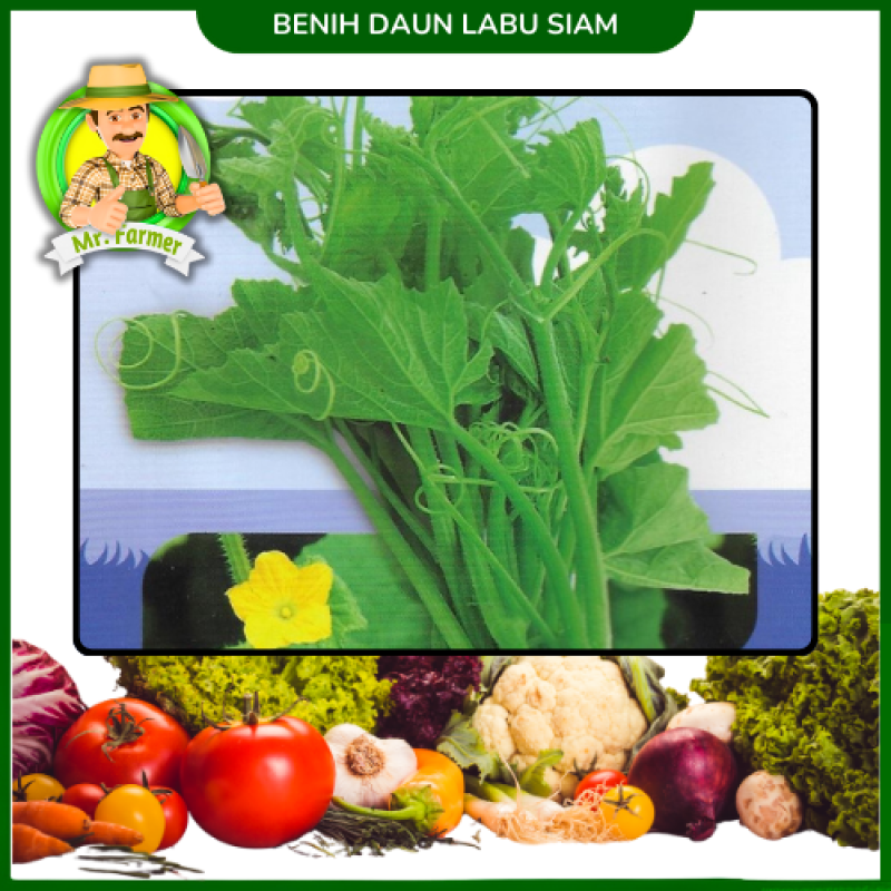 Benih Daun Labu Siam