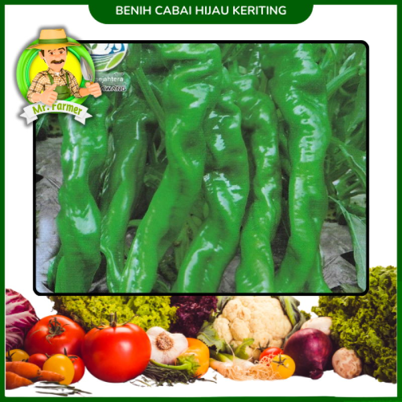 Benih Cabai  Hijau Keriting