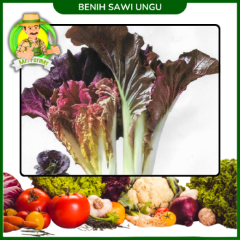Benih Sawi Ungu Benih Sawi Ungu