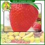 Benih Strobery Merah