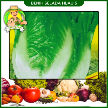 Benih Selada Hijau 5  Benih Selada Hijau 5