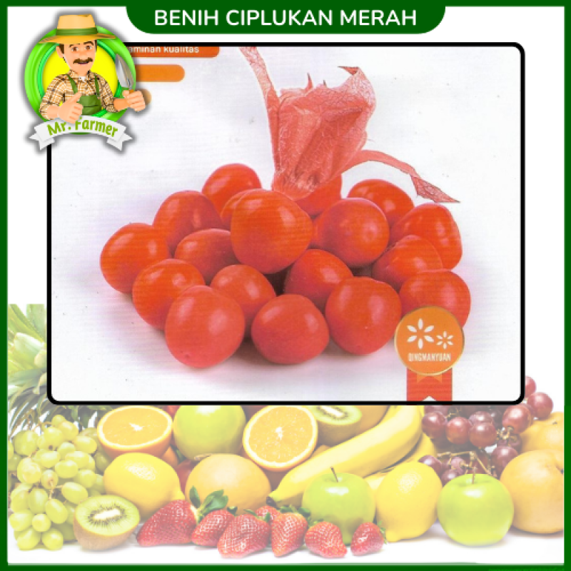 Benih Ciplukan Merah