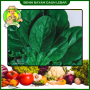 Benih Bayam Daun Lebar