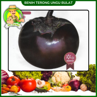 Benih Terong Ungu Bulat