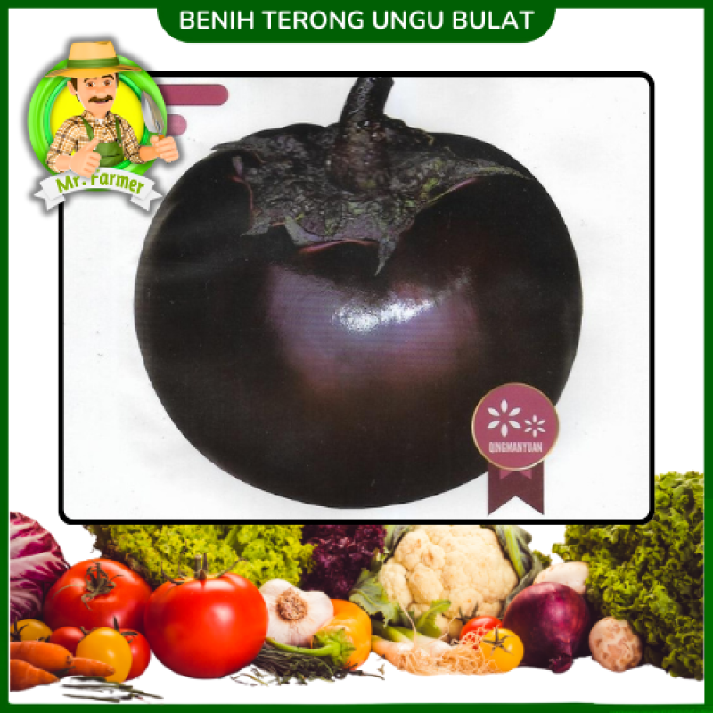Benih Terong Ungu Bulat