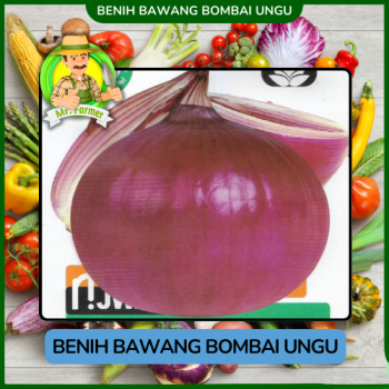 Benih Bawang Bombai Ungu Benih Bawang Bombai Ungu