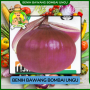 Benih Bawang Bombai Ungu