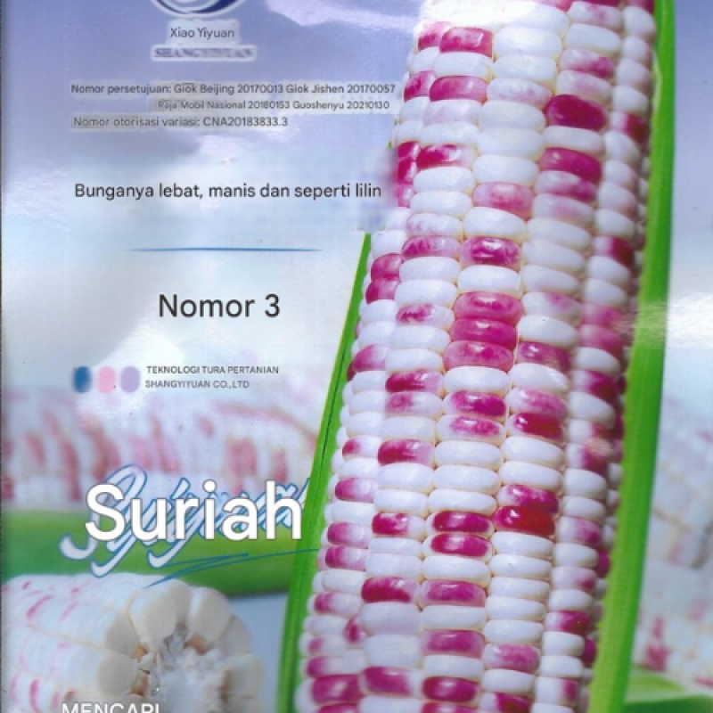 Benih Jagung Putih Ungu Benih Jagung Putih Ungu
